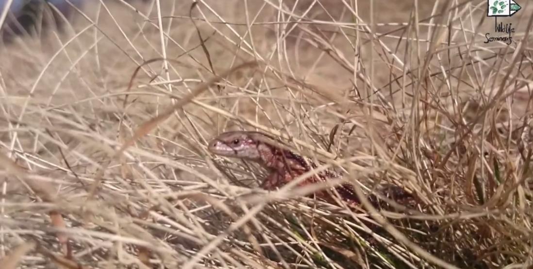 Jaszczurka Żyworodna